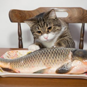 מזון יבש לחתולים