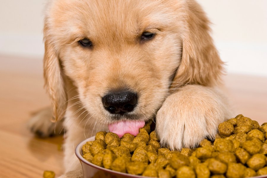איך להאכיל גור כלבים?