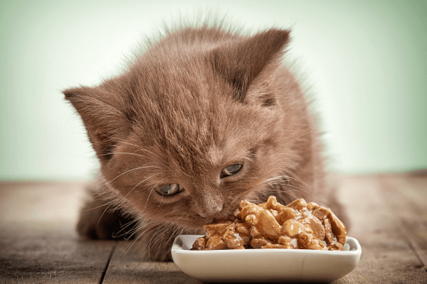 מה מותר לחתולים לאכול