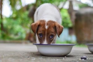 מה מותר לכלבים לאכול